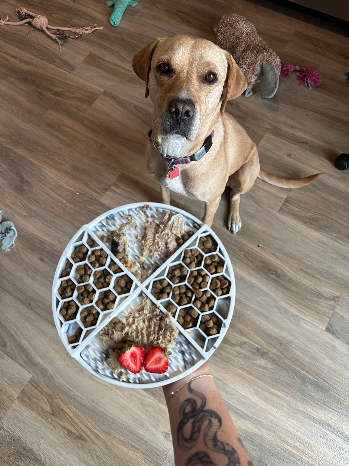 The Pals Plate - Pawfect Pink