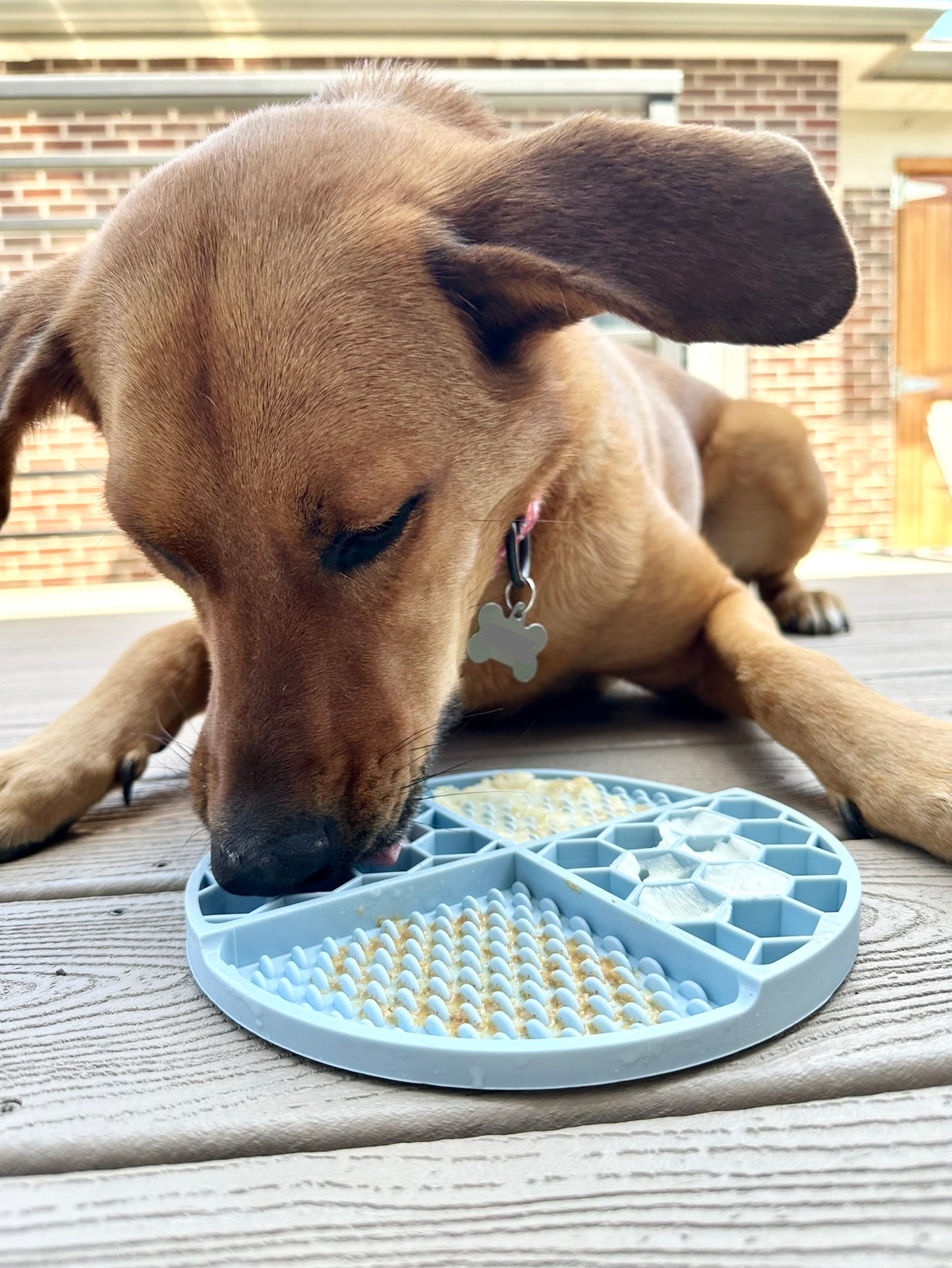 The Pals Plate - Bow Wow Blue
