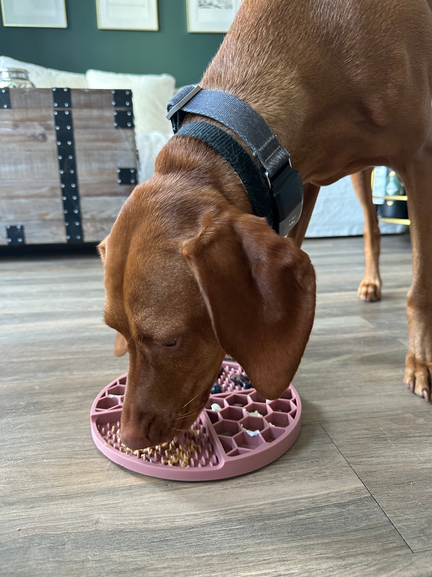 The Pals Plate - Pawfect Pink