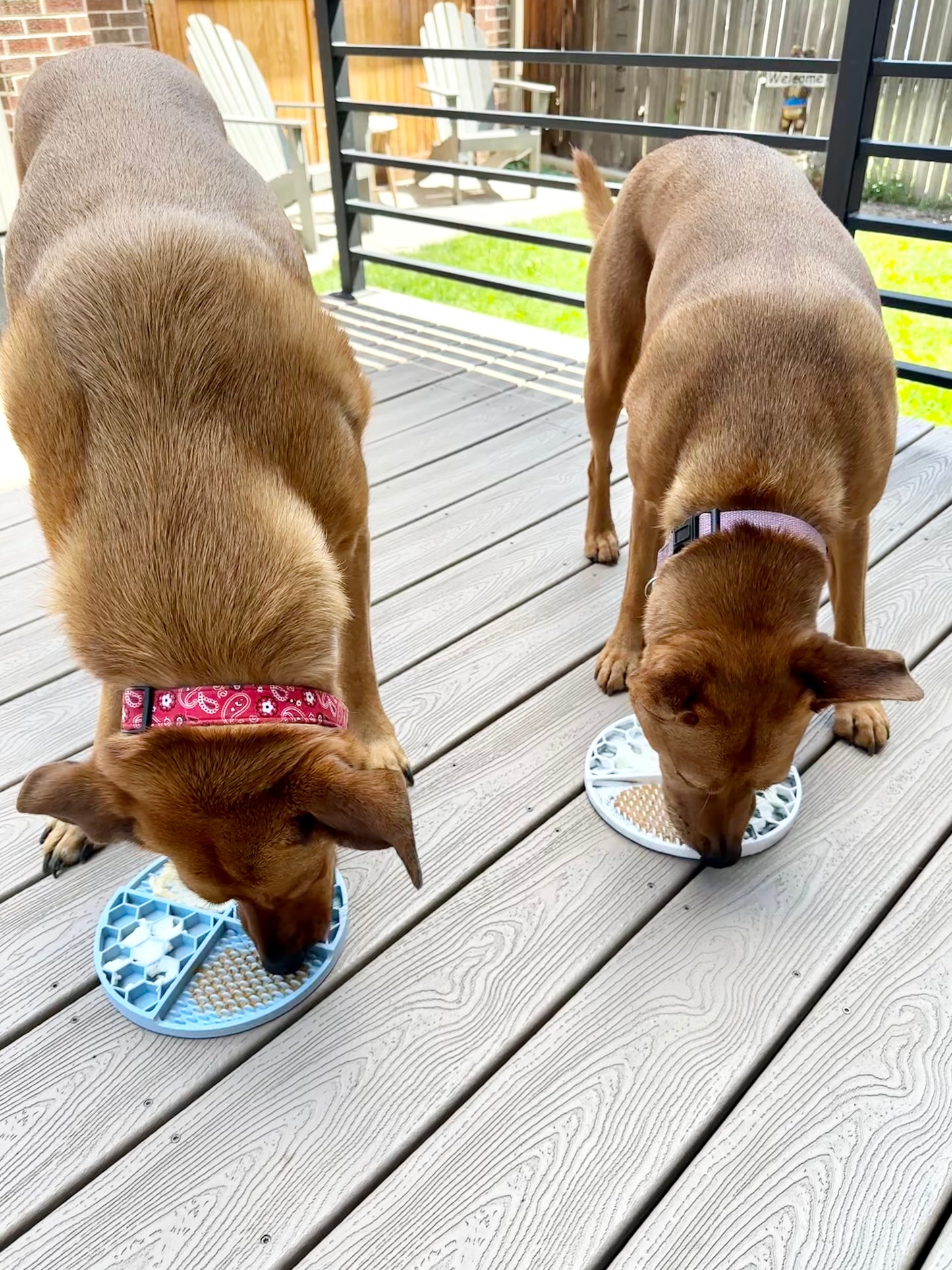 The Pals Plate - Pawfect Pink