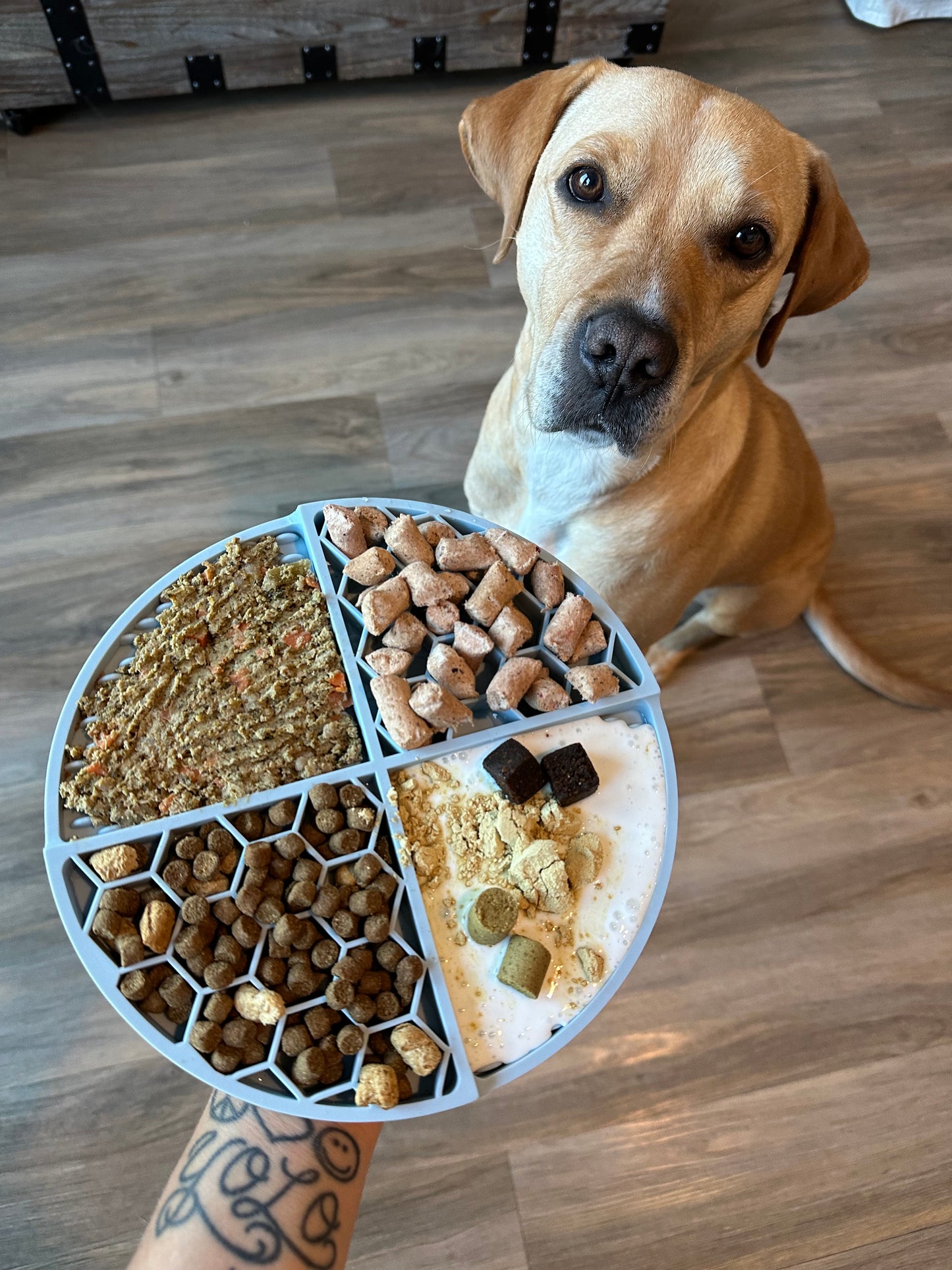 The Pals Plate - Pawfect Pink