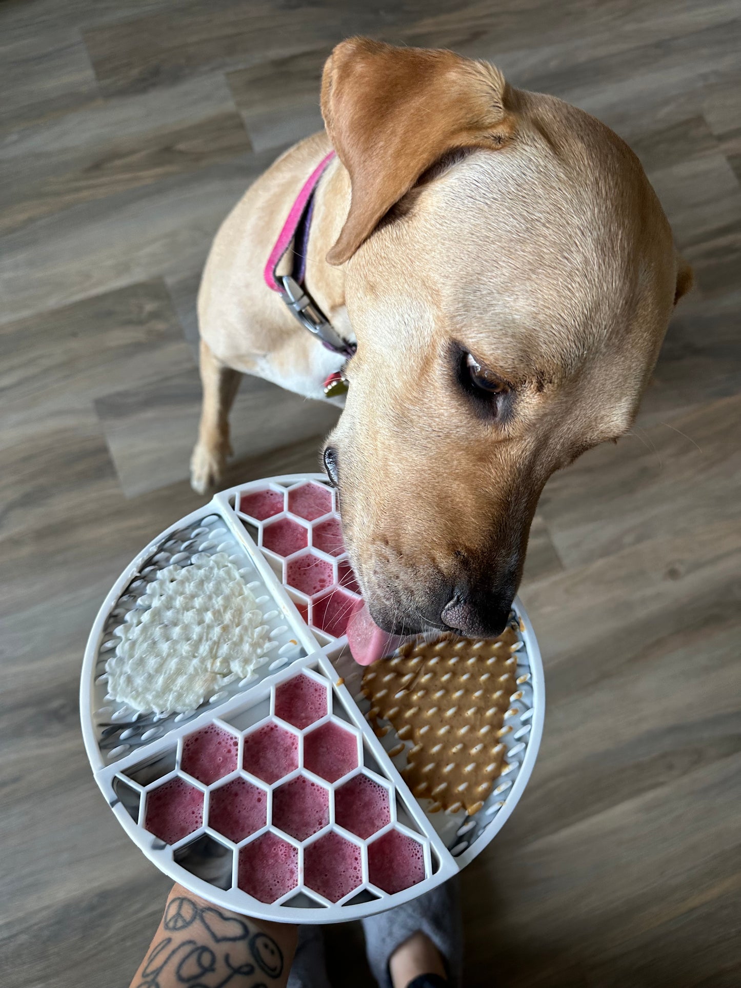 The Pals Plate - Pawfect Pink