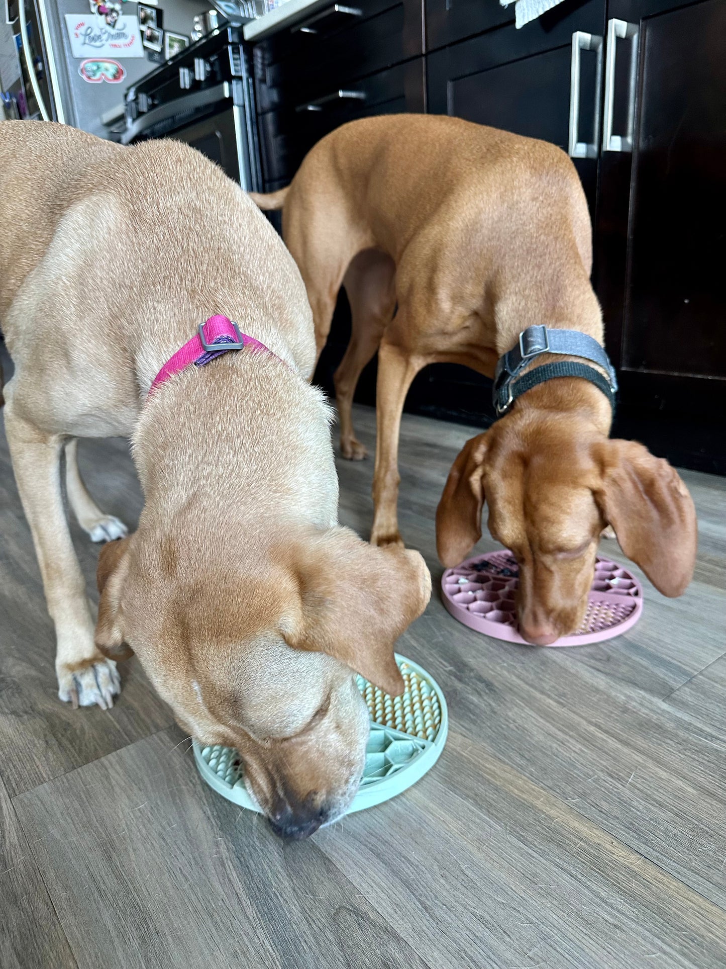 The Pals Plate - Pawfect Pink